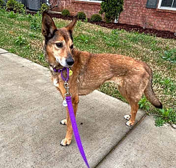 Photo of Foxy