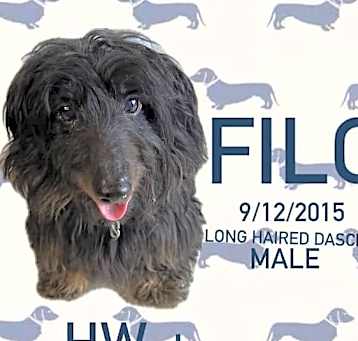 Photo of Filo