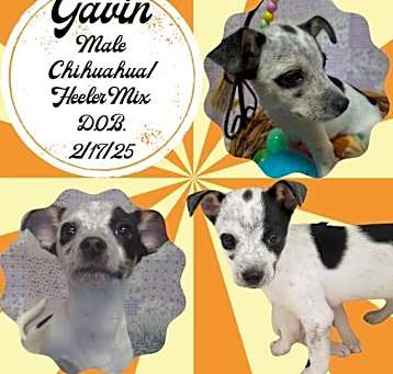 Photo of Gavin