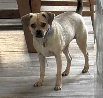 Photo of Pumpkin