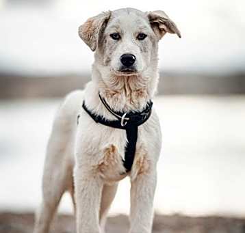 Photo of Diesel