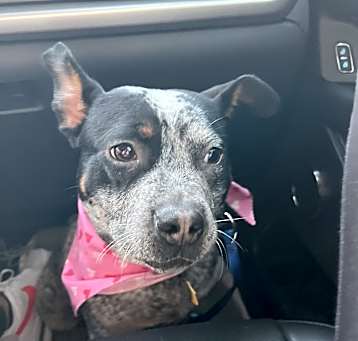 Photo of Lady