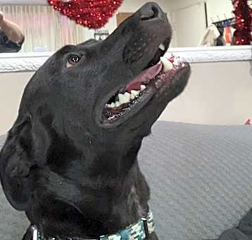 Photo of Maximus