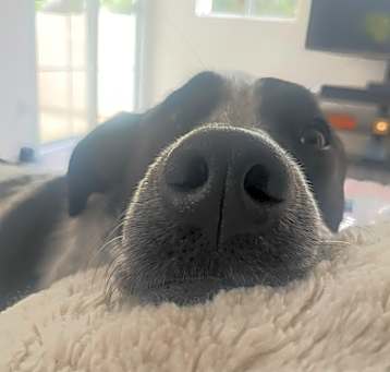 Photo of Pebble