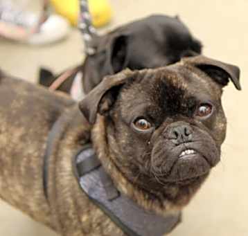 Photo of Finley