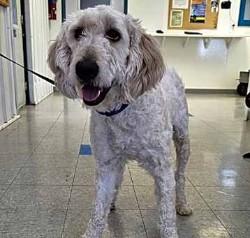 Photo of Tootsie