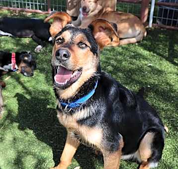 Photo of Baxter