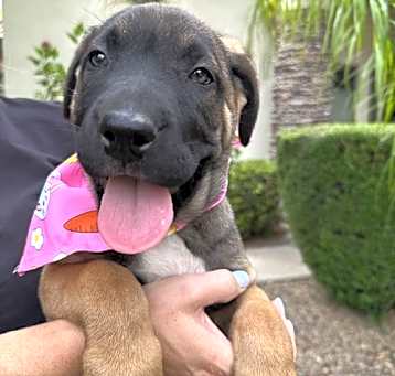 Photo of Light pink collar female