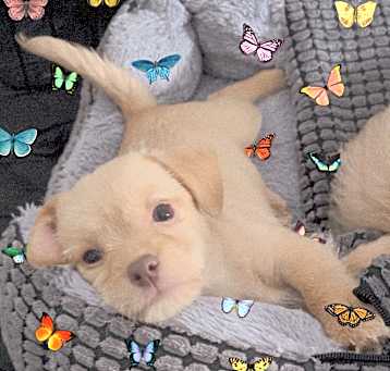 Photo of Sugar