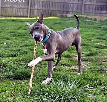 Photo of Rebel