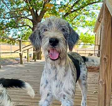 Photo of Romeo