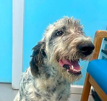 Photo of Blue