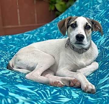 Photo of Bella