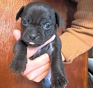 Photo of Hershey
