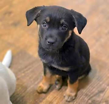 Photo of Checkers
