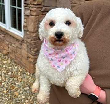 Photo of Tillie Bichon