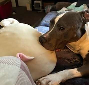 Photo of Goose
