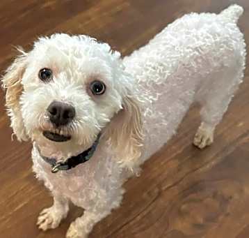 Photo of Dawn Garland IN FOSTER, HOUSE TRAINED & GOOD WITH CATS!