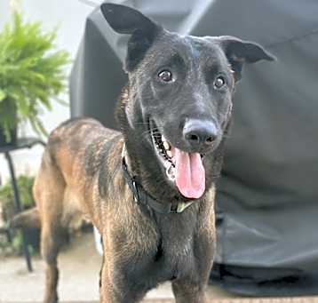 Photo of Coby - Located in Virginia