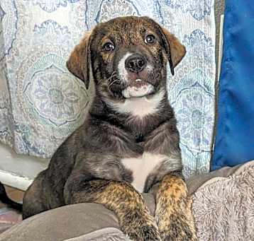 Photo of Bruno