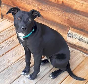 Photo of Roo