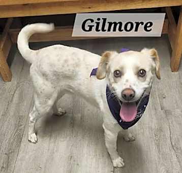 Photo of Gilmore