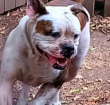 Photo of Brutus