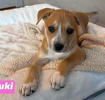 Photo of Suki