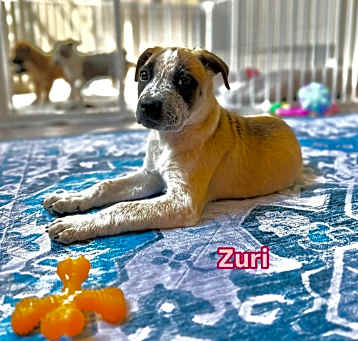 Photo of Zuri