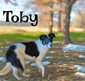 Photo of Toby