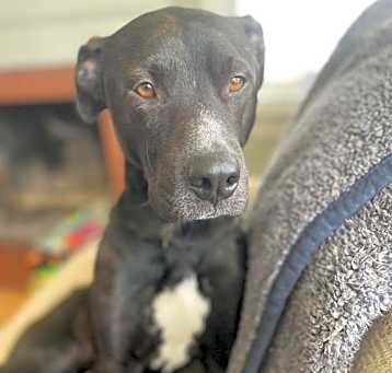 Photo of Dillon