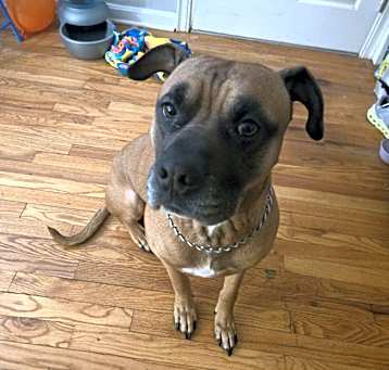 Photo of Rocky