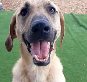 Photo of Olive