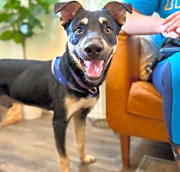Photo of Wrigley the wonderful boy