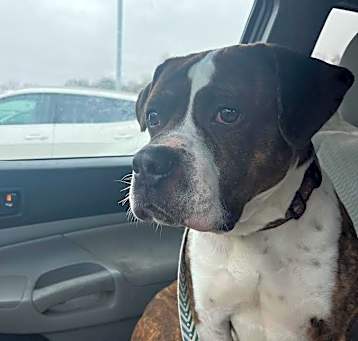 Photo of Benson (In Foster)