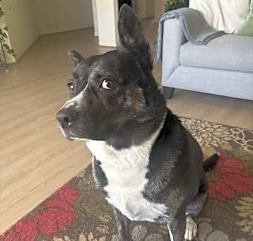 Photo of Sheba