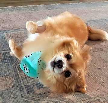 Photo of Stu (Must be adopted with Pokey)