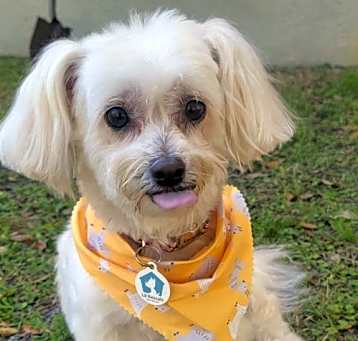 Photo of Pokey (Must be adopted with Stu)