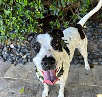 Photo of Dottie