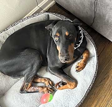 Photo of King