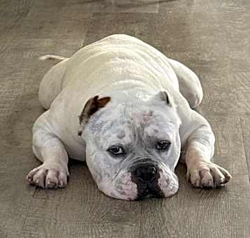 Photo of Coco