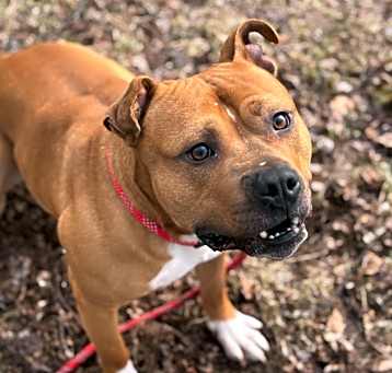 Photo of Ranger