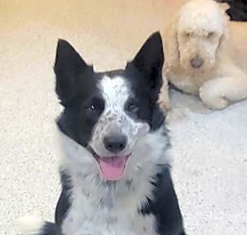 Photo of Tippy