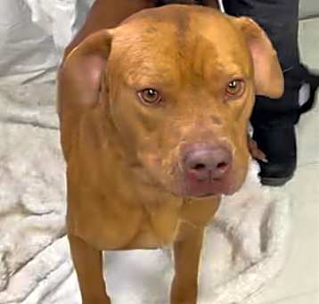 Photo of HOOCH