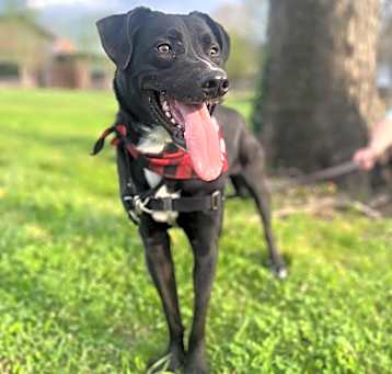 Photo of Archer