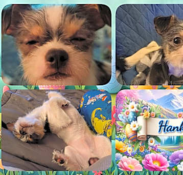 Photo of Hank