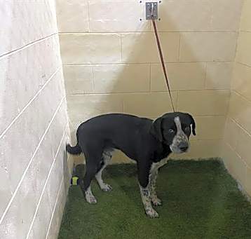 Photo of KRINGLE