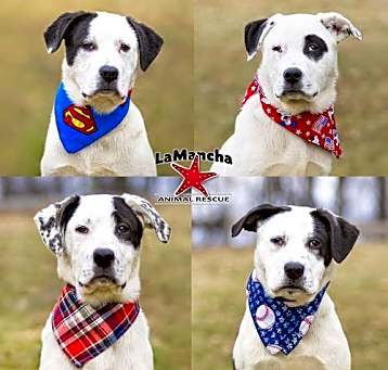 Photo of Bl Lab/Pyr Male Pups