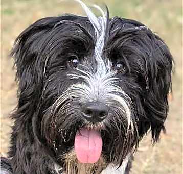 Photo of Teacup