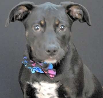 Photo of Whiskey